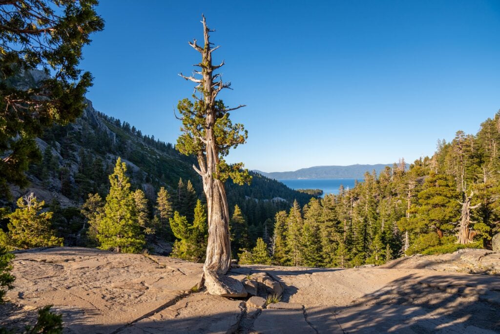 A lone tree stands on a rocky outcrop surrounded by pine trees, overlooking a distant blue lake and mountains under a clear blue sky.